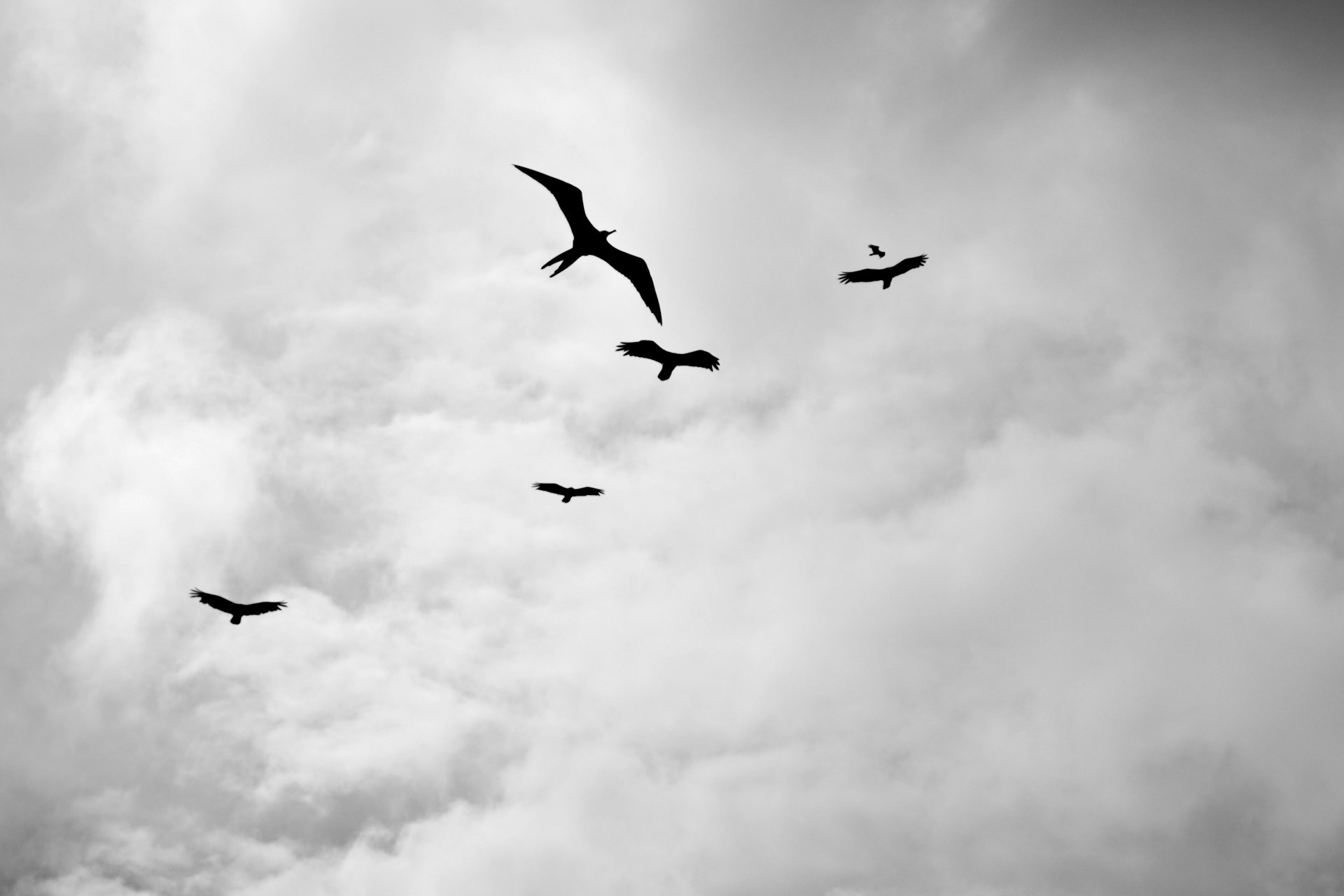 a flock of birds flying through a cloudy sky